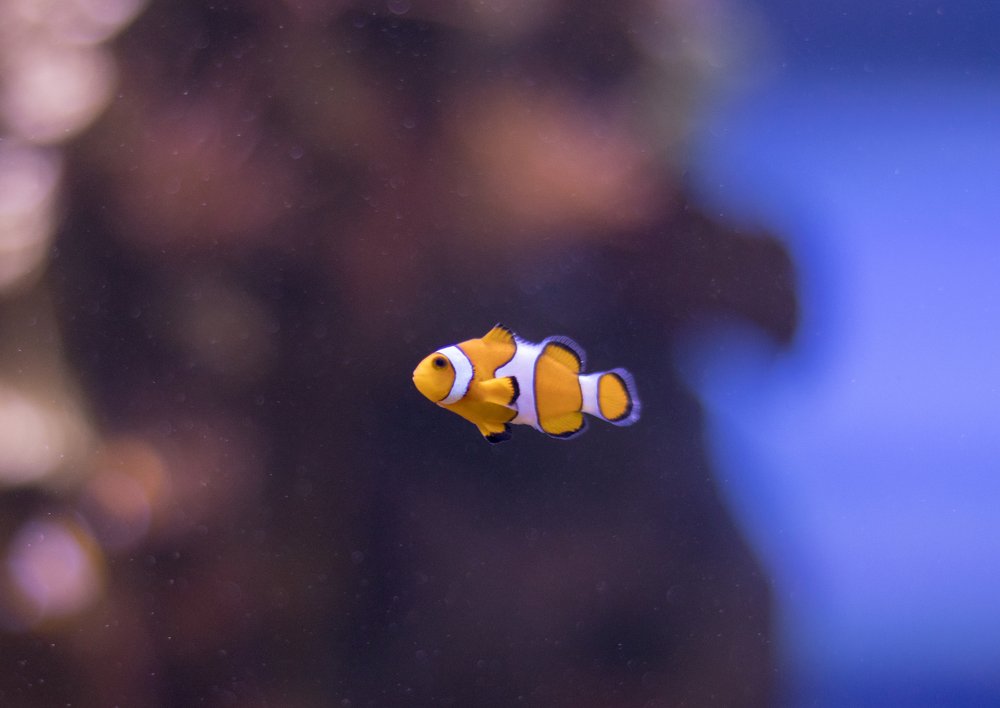 Photograph by Олег