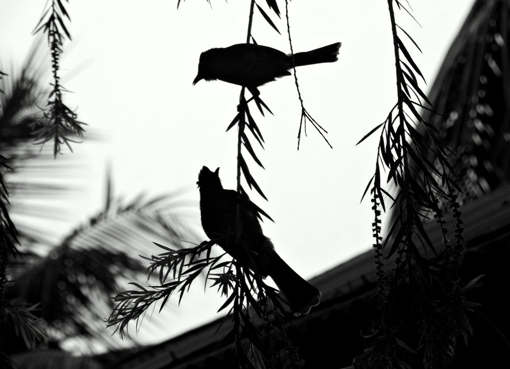 Love bird's