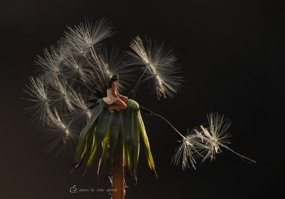The last dandelion