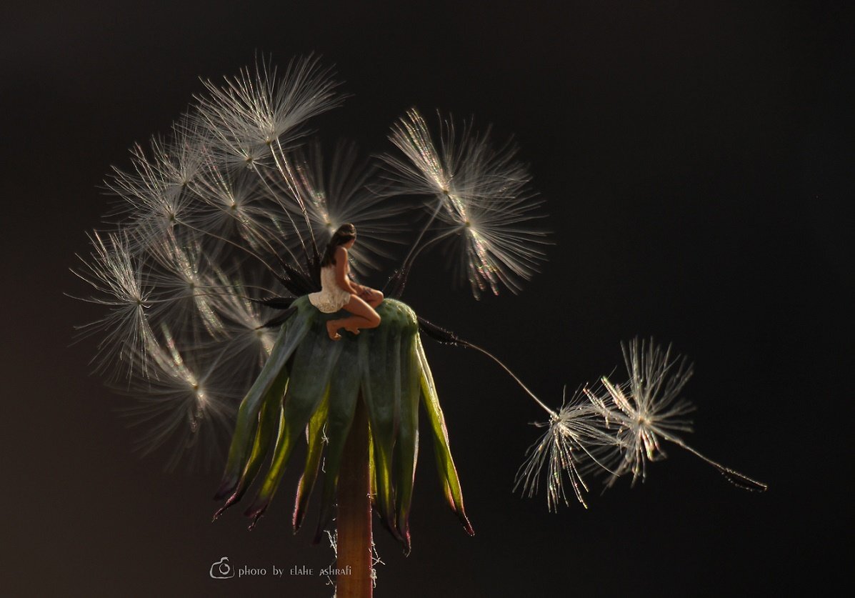 The last dandelion