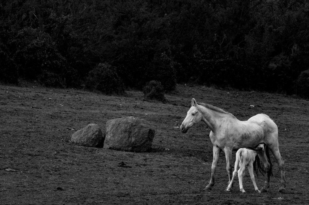 The feeding