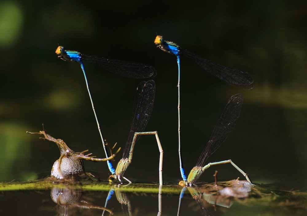 A vehicle of runriceps