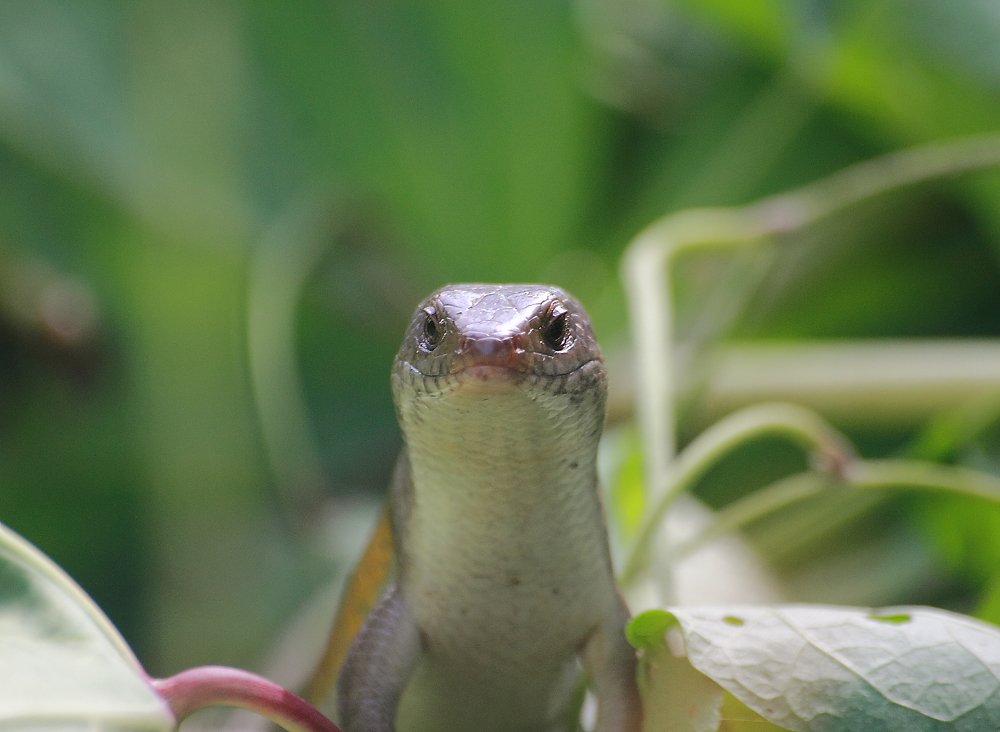 Eutropis multifasciata