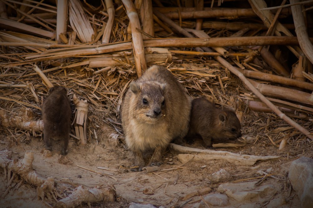Самка скалистого дамана с потомством