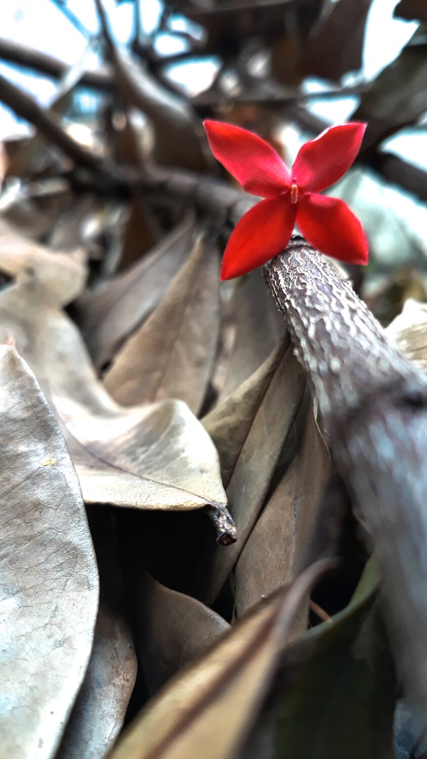 Red Flower