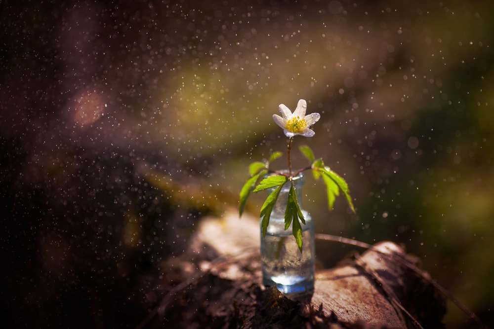 Фотография автора Андрей Сосновский