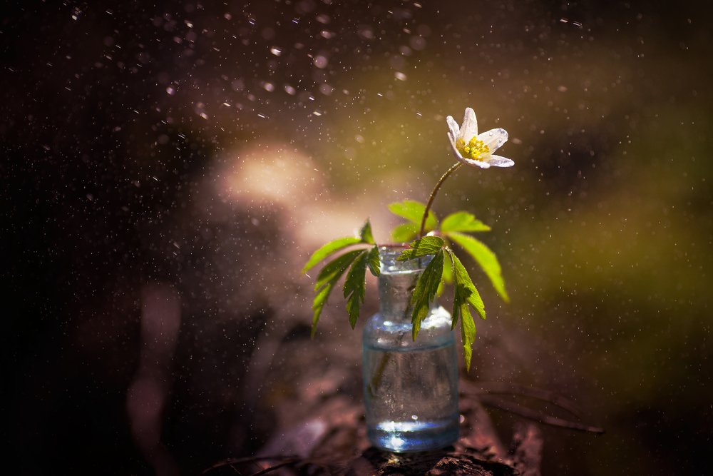 Фотография автора Андрей Сосновский