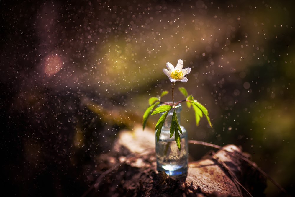 Фотография автора Андрей Сосновский