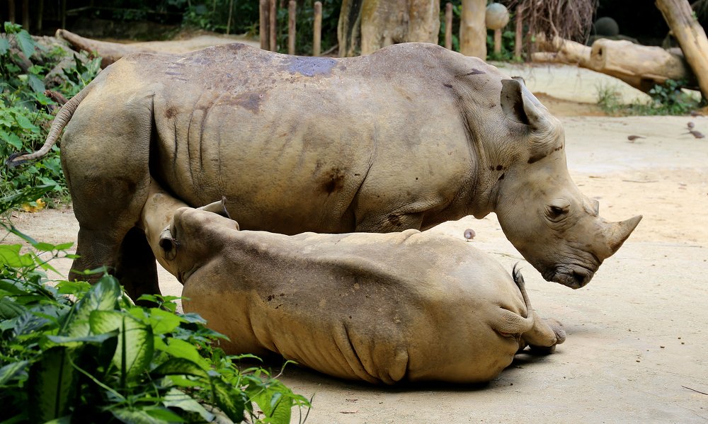 Ещё маленький