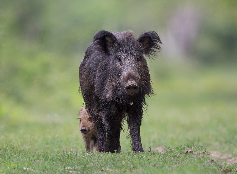 Oпределенность