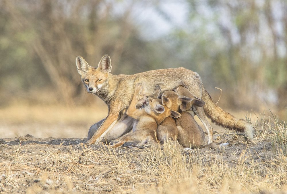 Desert fox with 4 cute puppies