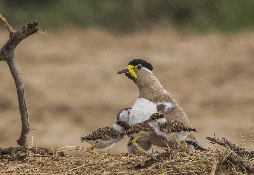 World's Best Shelter - Mother's Wings
