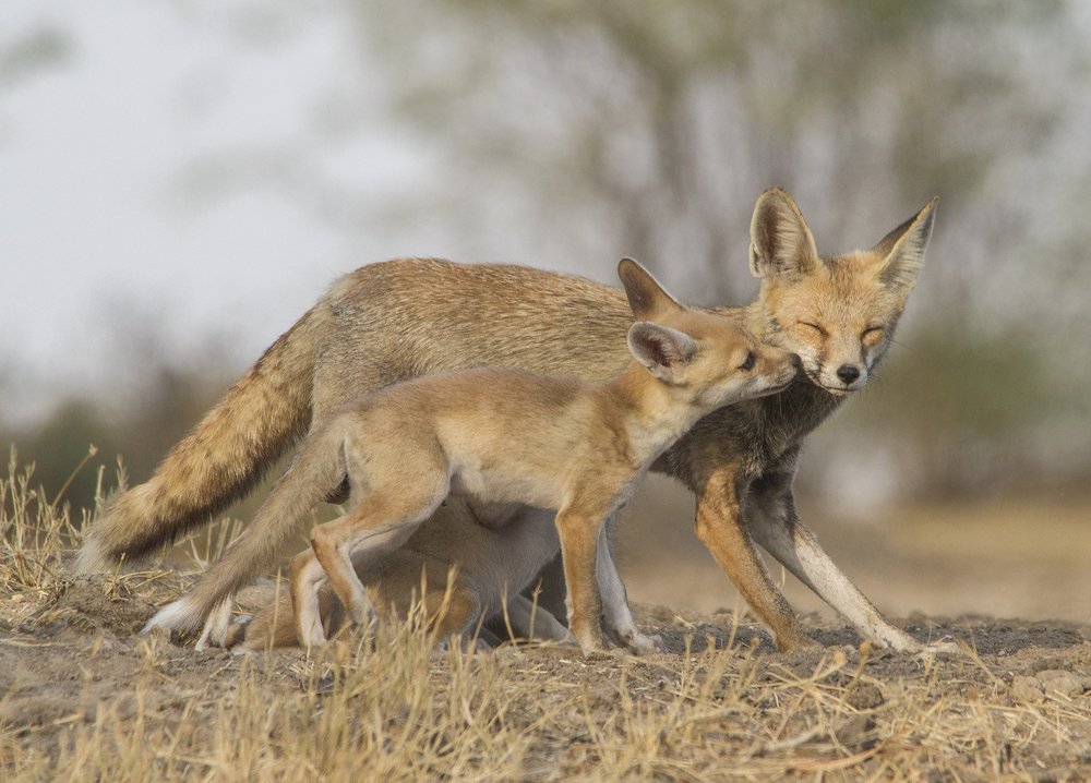 Desert fox with cute puppies