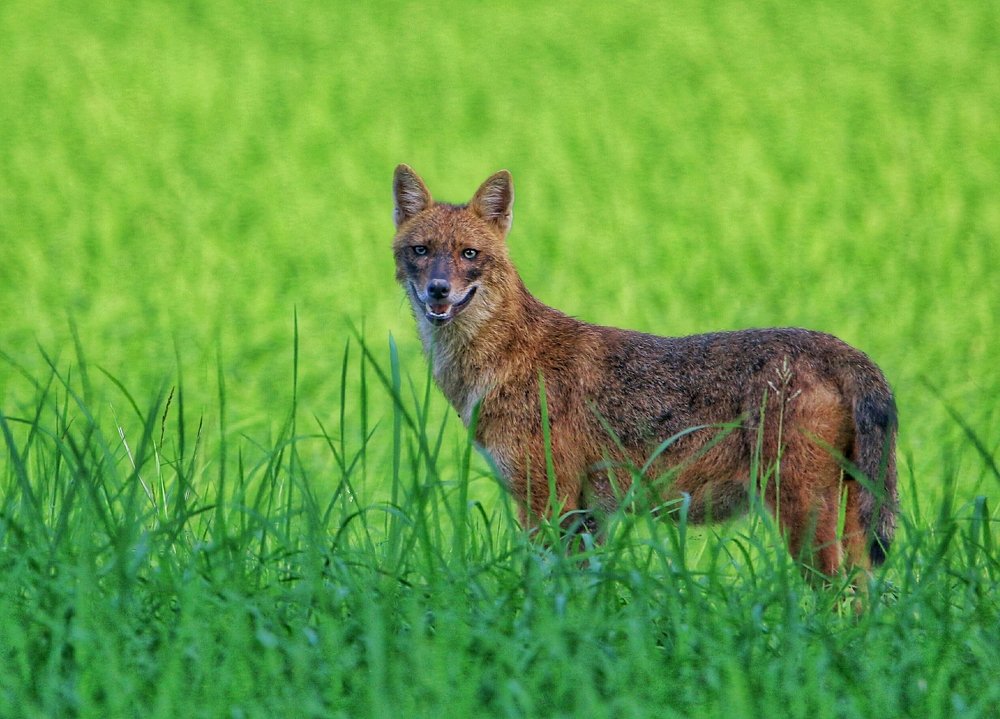 Indian Golden Jackal