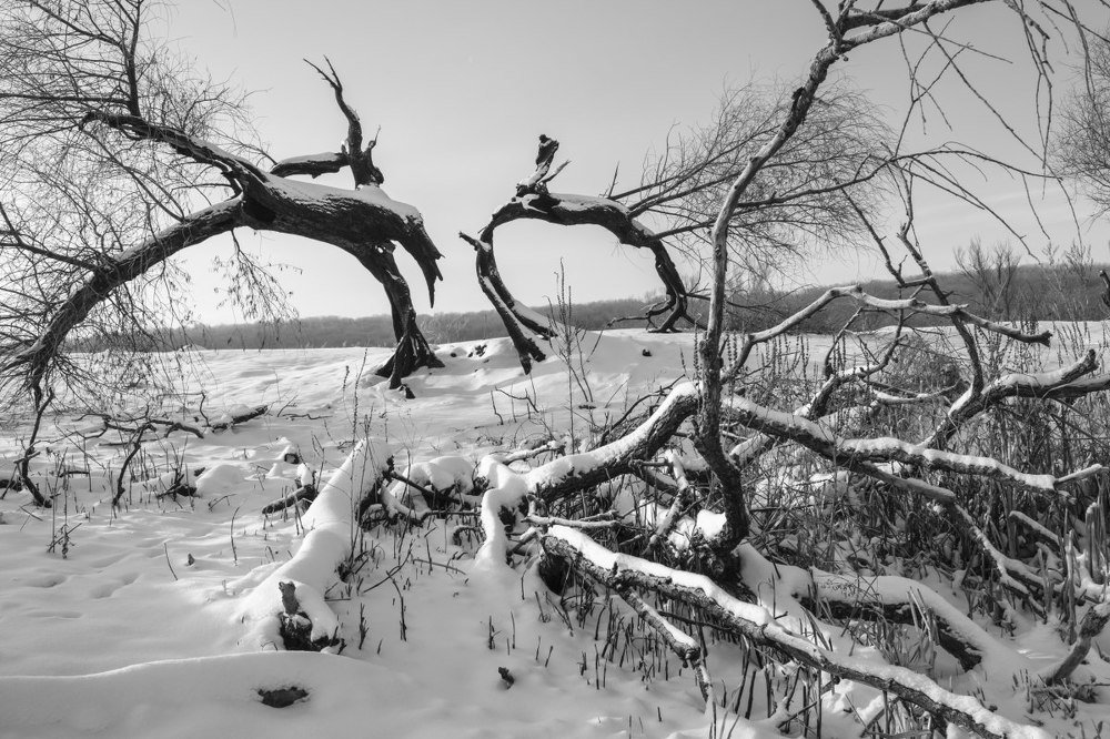 Сгоревшее дерево
