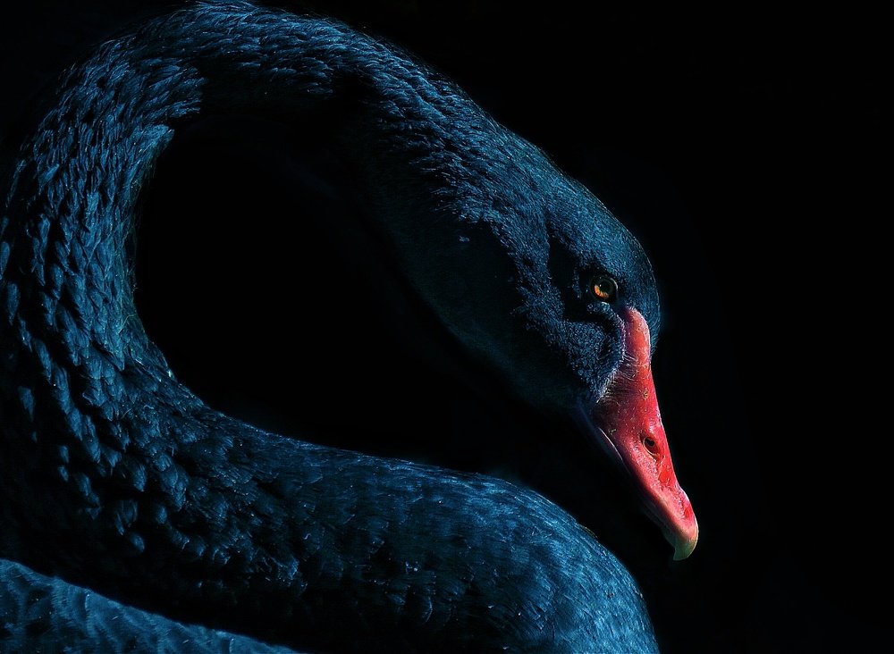 Black swan