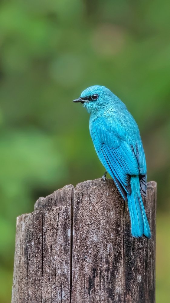 A Beautiful Verditer Flycatcher