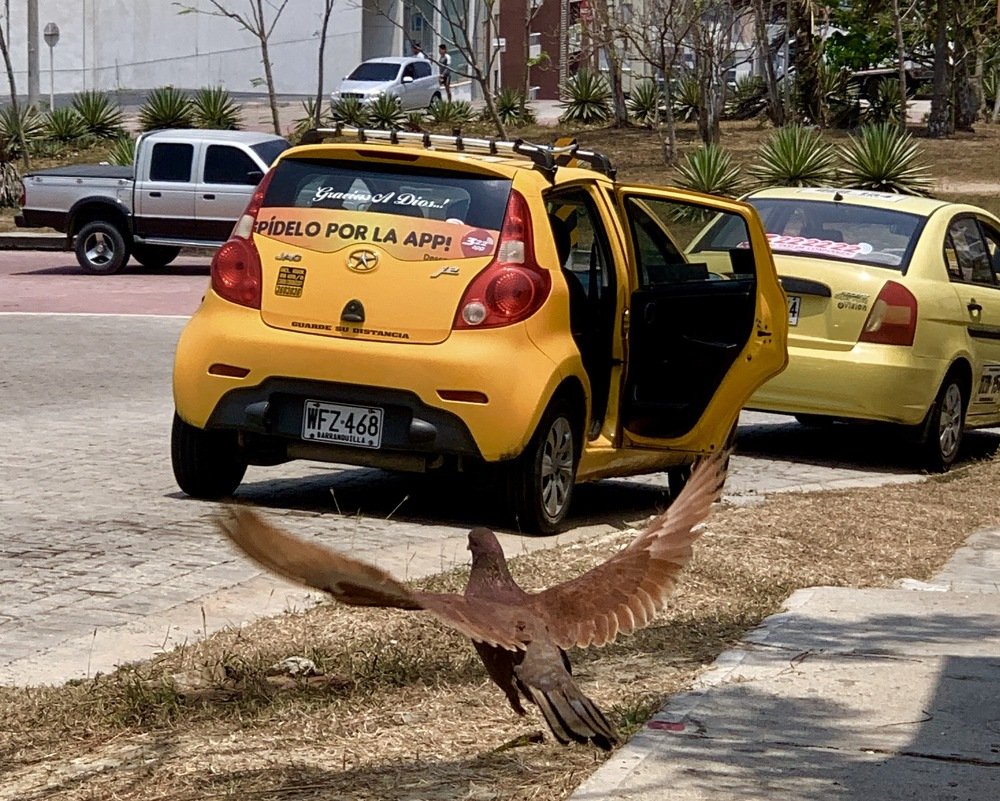 Levantando el vuelo