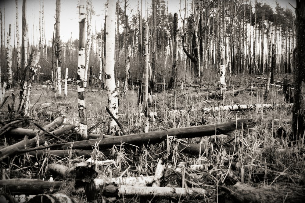 Swamp