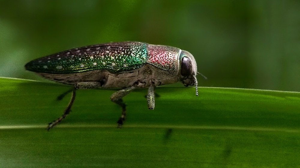 Mattalic wood borer beetle