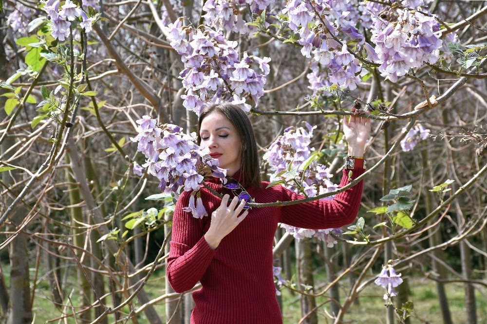 Цветение павлонии