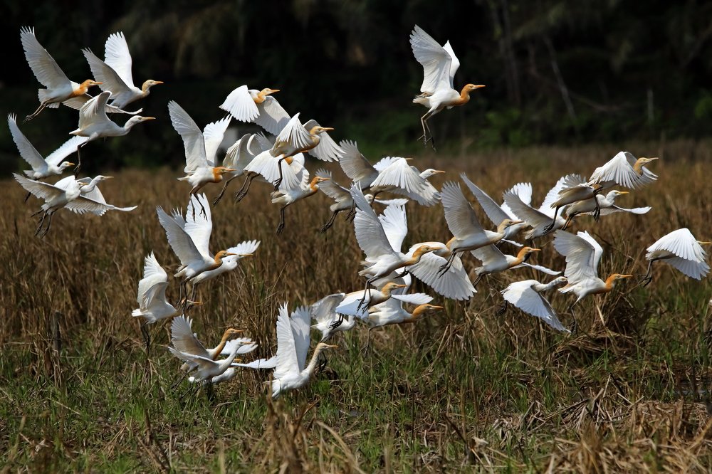 A migration group of white egrets