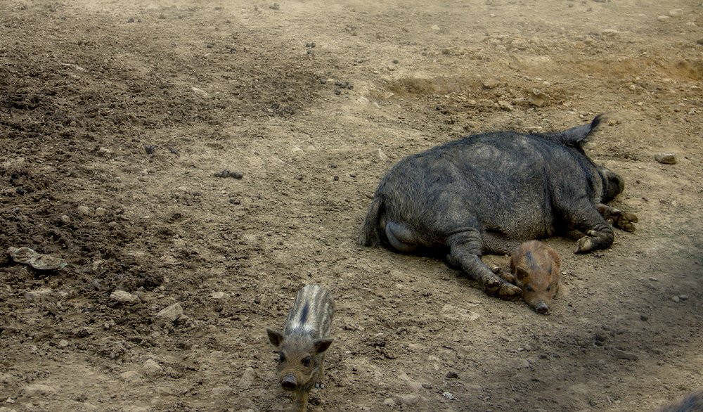 Photograph by Ліля Гуцол