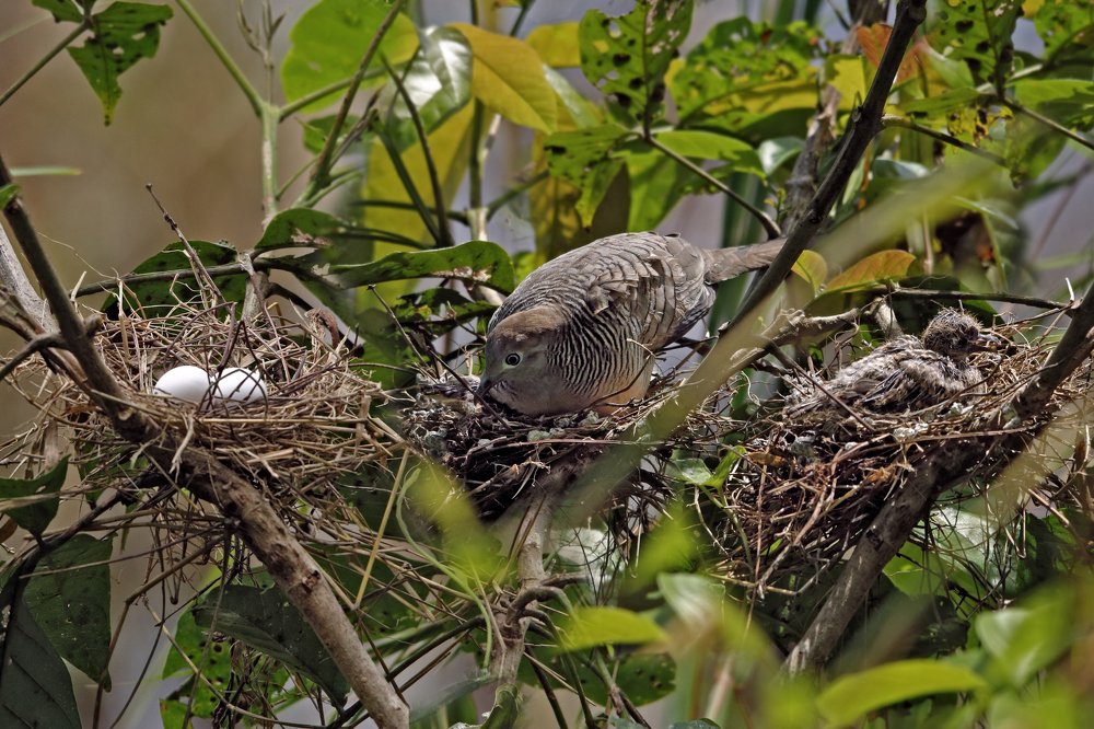 A story of two of eggs