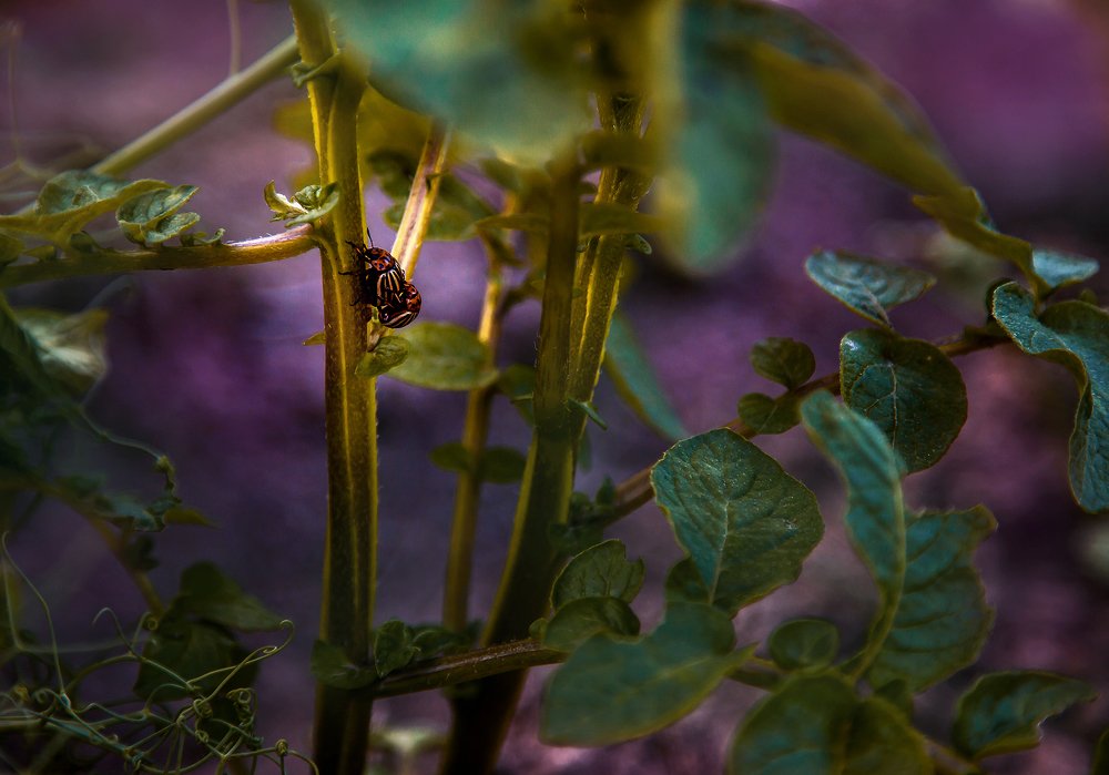 Photograph by Ліля Гуцол