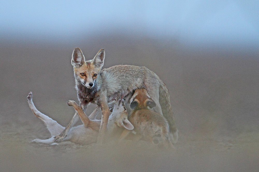 Desert fox &  puppy ( White - Footed fox)