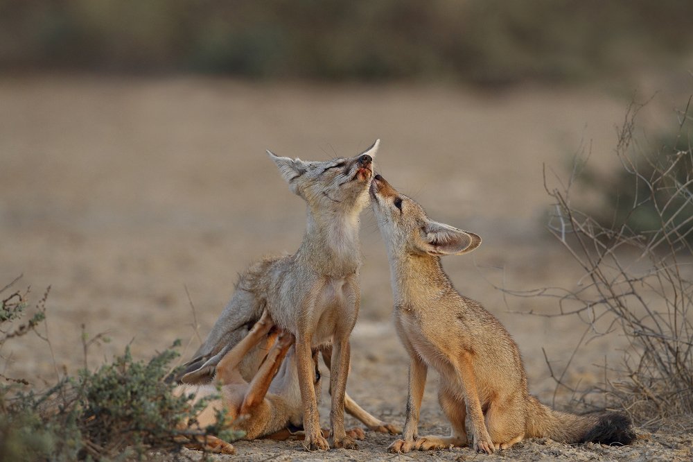 Indian Fox  & puppy Feeding