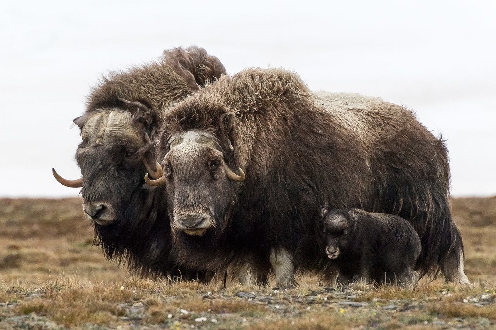 Лохматое семейство