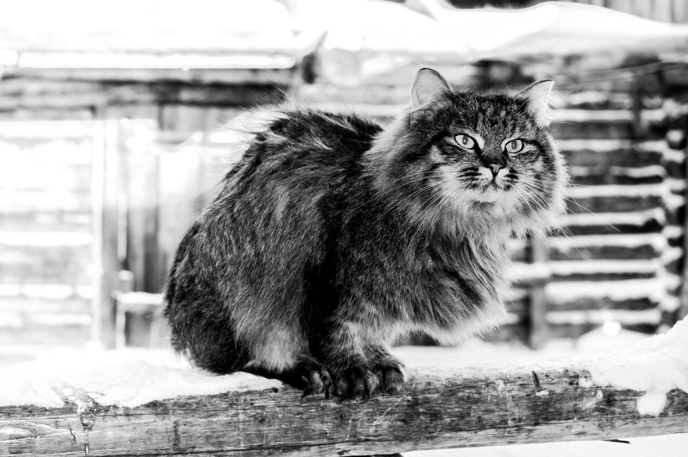 Киалимский кот