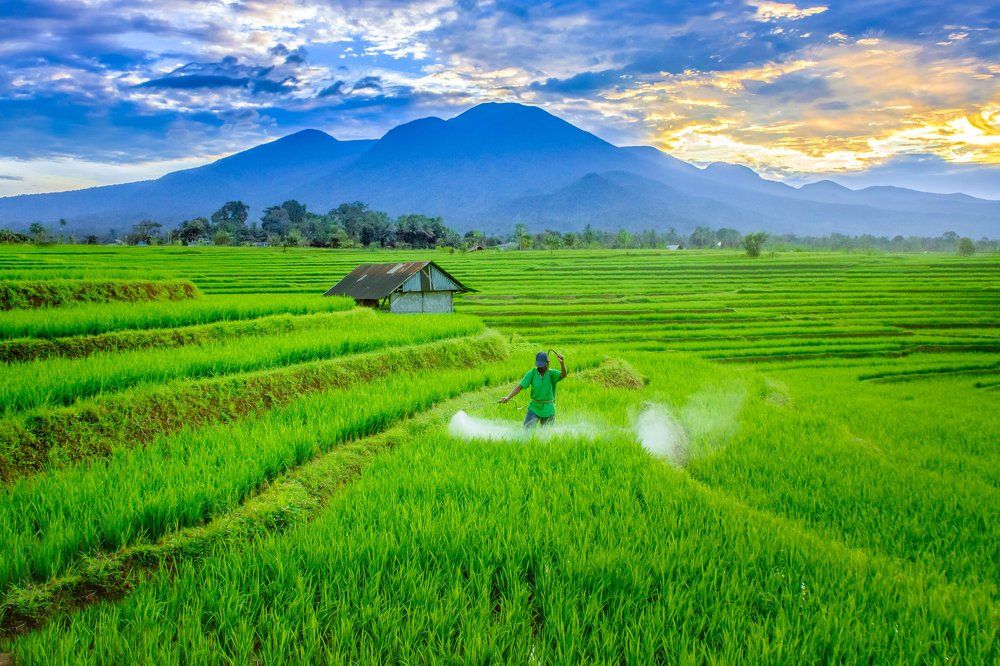 morning beauty with a farmer