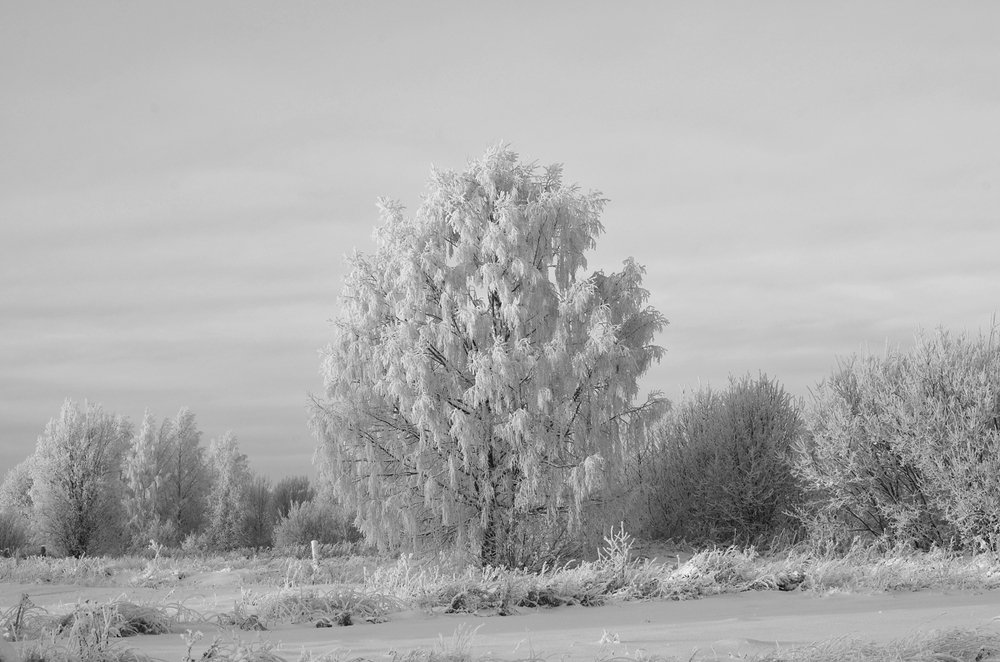 белая берёза