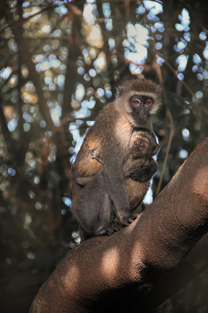 Обезьяны Кении