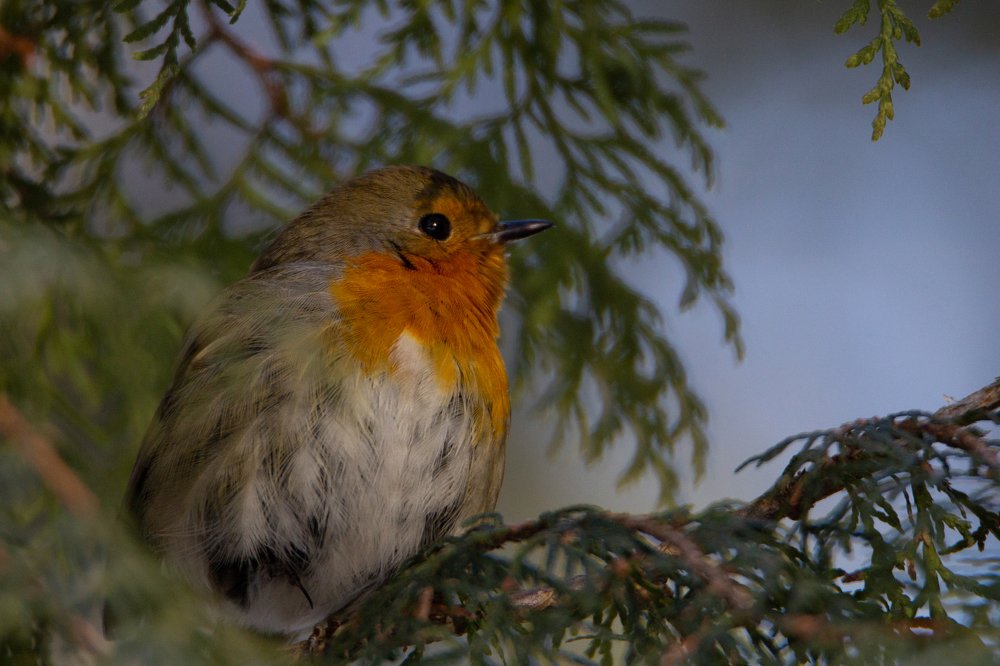 Любопытная зарянка
