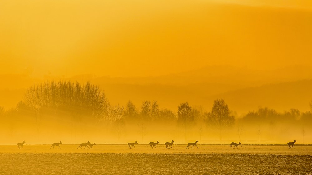 Deers in fog