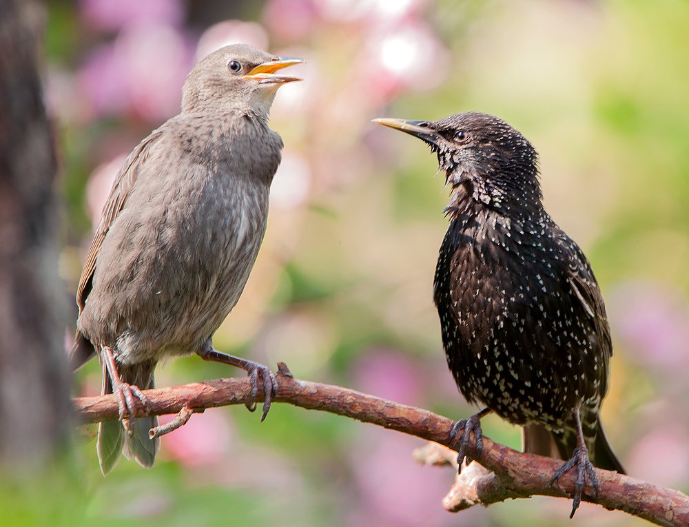 Скворцы,-молодой и взрослый...