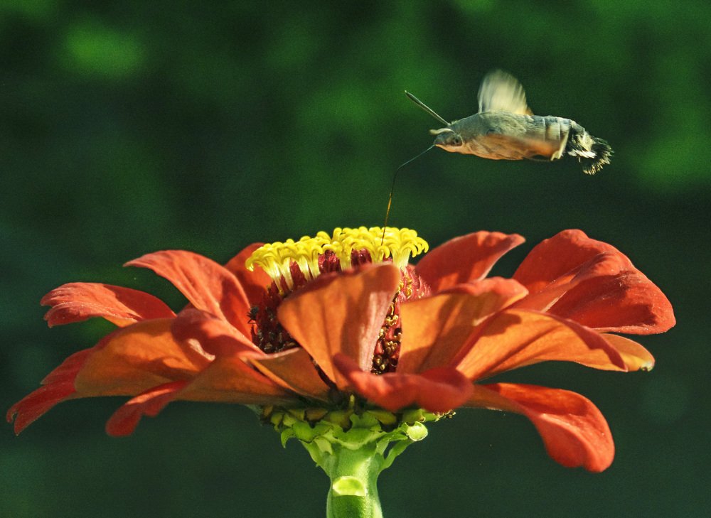 Цветок и бабочка