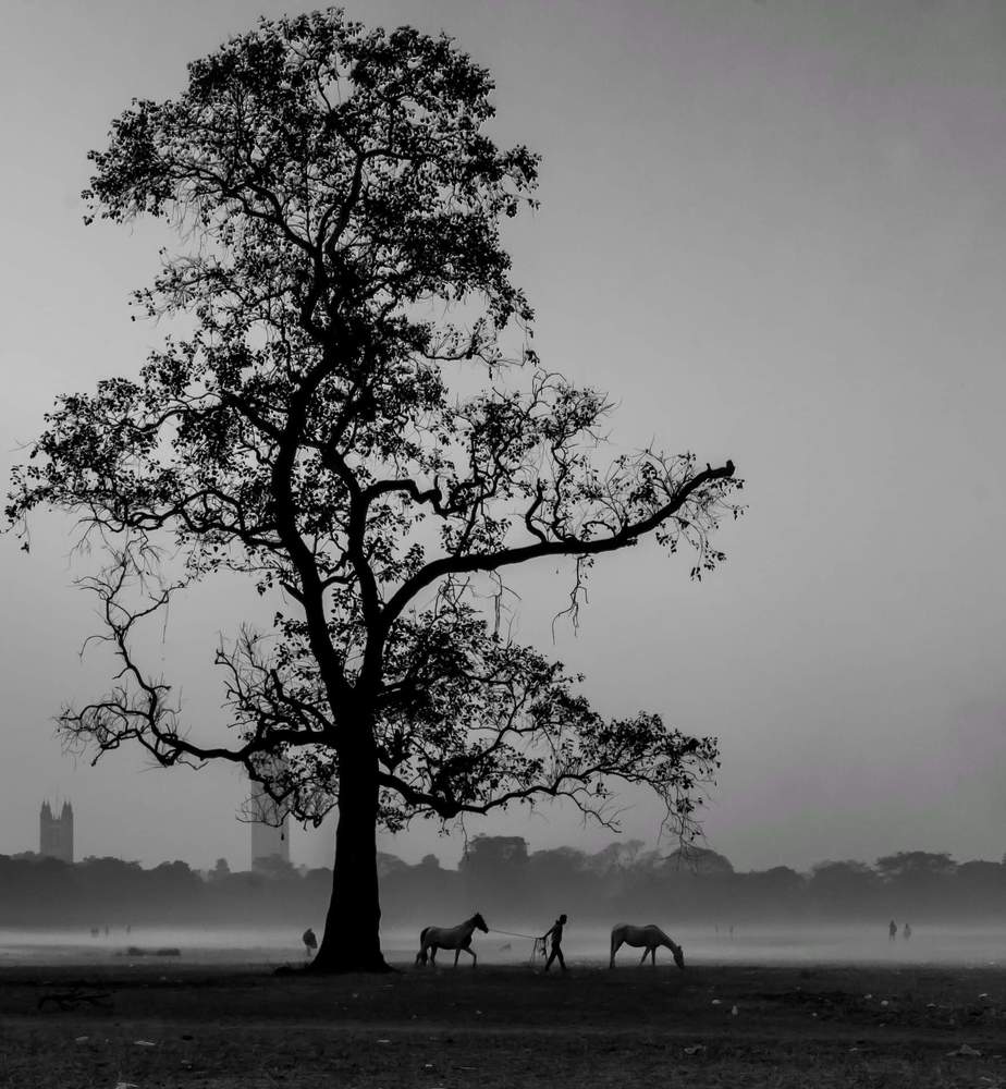 The Horse and His Boy
