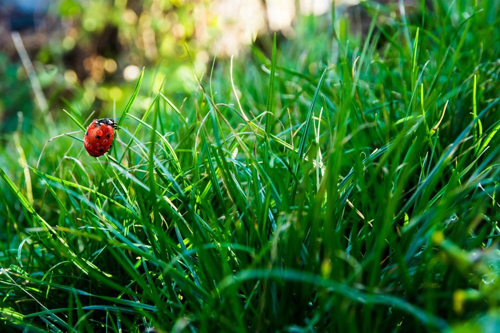Красное и зеленое.