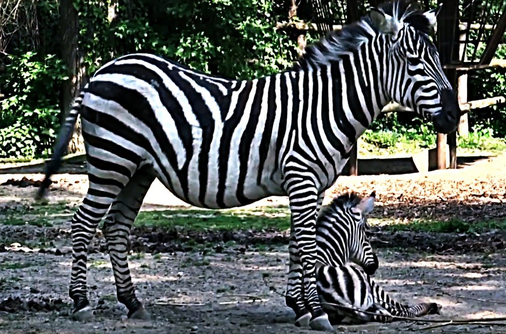 Zebra