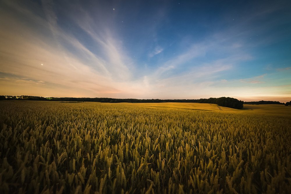 Пшеничное поле теплой летней ночью