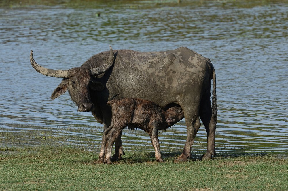 Азиатский буйвол