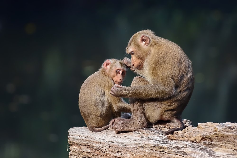 Свинохвостый макак