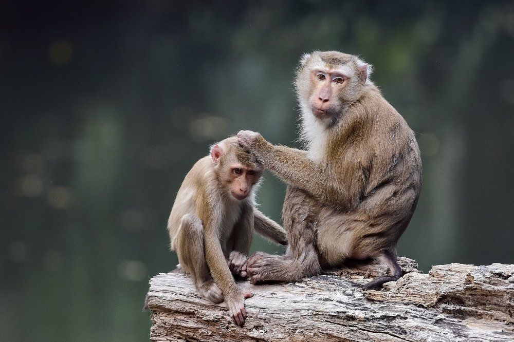 Свинохвостый макак