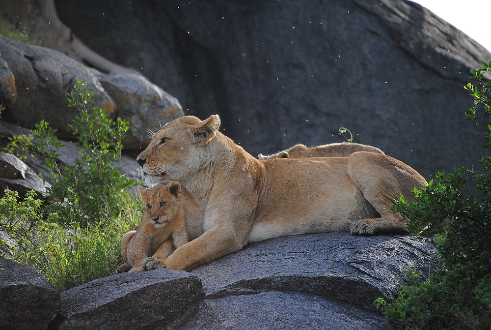 Мама-львица
