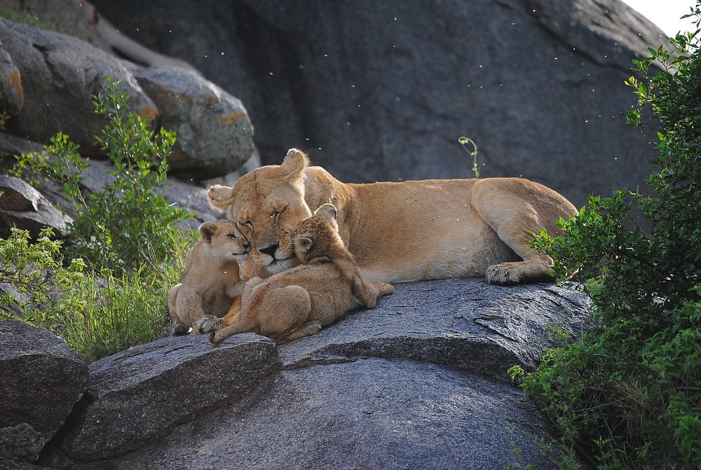 Мама-львица