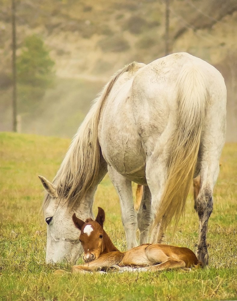Алтайские лошадки
